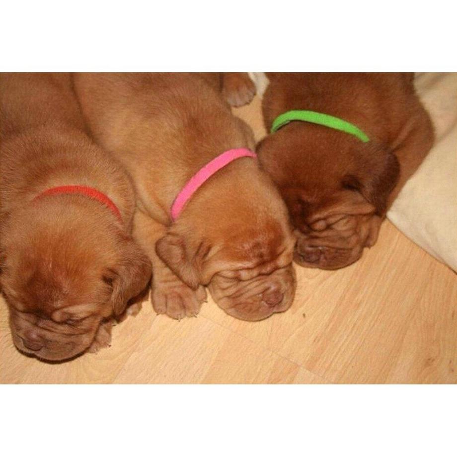 Northio  Collier coloré pour chatons/chiots chiots - 12 pcs 