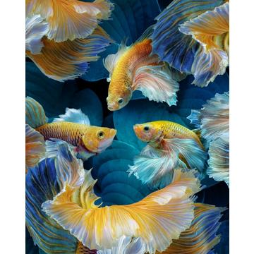 Colorfish - 30x40 cm