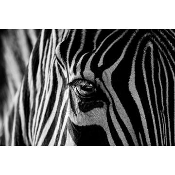 Abstract Zebra - 30x40 cm