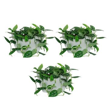 3 Pack di fioriere da parete auto-irriganti; irrigazione capillare