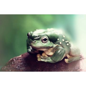 Froggy - 30x40 cm