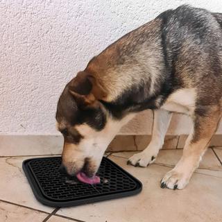 eStore  Tapis à lécher pour chien 