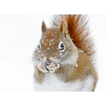 Christmas Squirrel - 30x40 cm