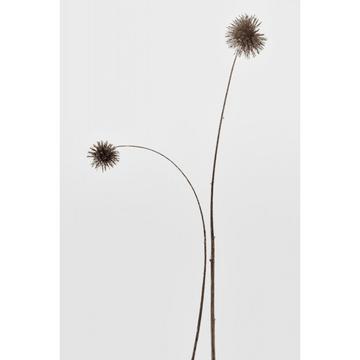 Botany - 30x40 cm