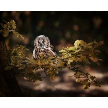 Long Eared Owl - 70x100 cm