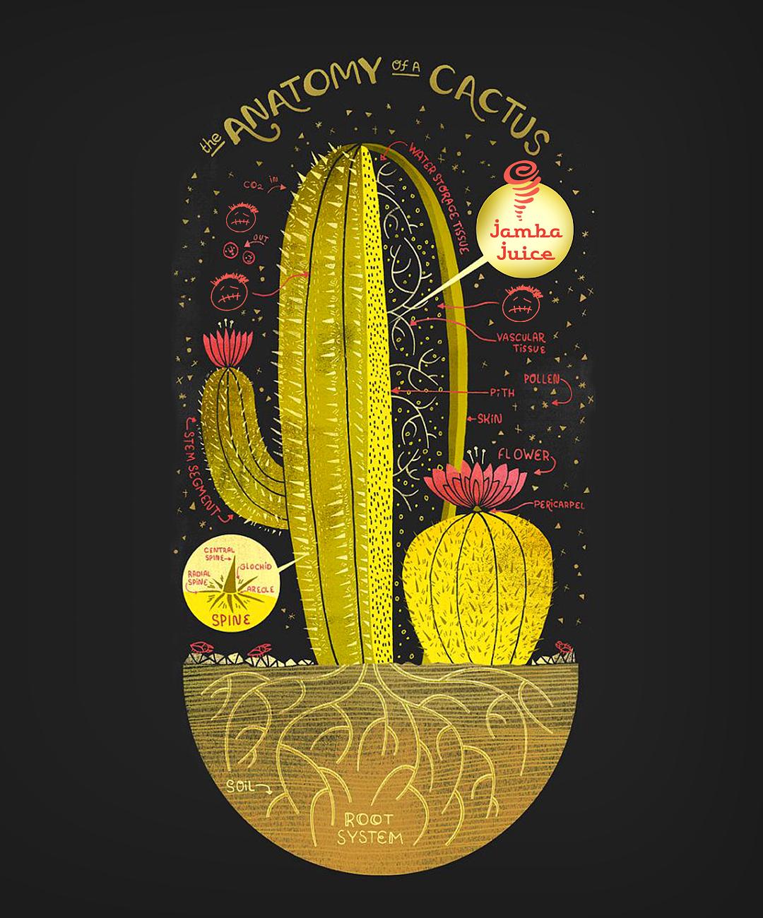MYSTERIES OF THE CACTUS
