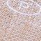 Sand/White