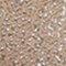 Taupe Caviar