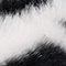 Zebra White