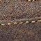 Pinecone